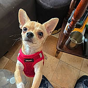 Bingo participe au concours pour gagner de l'argent avec cette photo : dog, chihuahua, small_dog, pet, red_harness, portrait, standing, large_ears, brown_and_white, short_hair, animal, indoors, tile_floor, furniture, chair, stool, metal_bowl, feet, close_up, cute