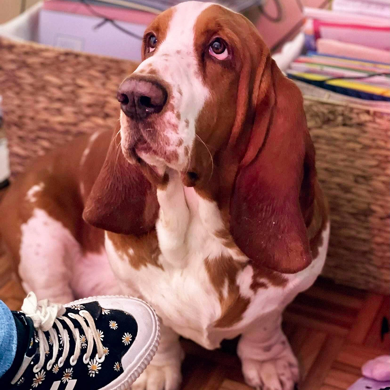 Guss participe au concours pour gagner de l'argent avec cette photo : basset_hound, braque_francais, canidae, carnivore, collar, comfort, companion_dog, dog, dog_breed, dog_collar, dog_supply, fawn, fur, hound, liver, pet_supply, scent_hound, sporting_group, whiskers, working_animal