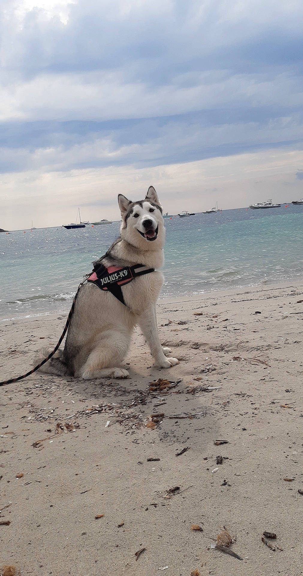 Cheyenne participe au concours pour gagner de l'argent avec cette photo : art, beach, carnivore, cloud, coast, collar, companion_dog, dog, dog_breed, dog_collar, horizon, ocean, sand, sky, sporting_group, tail, water, wave, wind_wave, working_animal