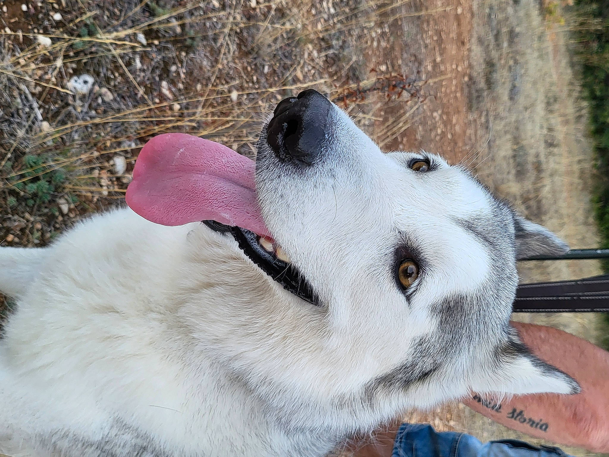 Cheyenne a rejoint le concours — aidez-le/la à gagner de superbes lots ! canidae, carnivore, collar, companion_dog, dog, dog_breed, dog_collar, fawn, fur, non_sporting_group, paw, pet_supply, snout, sporting_group, whiskers, working_animal, working_dog