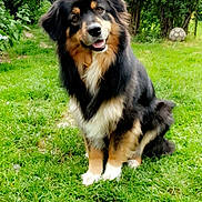 Ollya a rejoint le concours — aidez-le/la à gagner de superbes lots ! dog, sitting, grass, greenery, outdoor, pet, happy, smiling, fur, black, tan, head_tilt, soccer_ball, bushes, nature, animal, friendly, cute, playful, canine