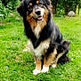 dog, sitting, grass, greenery, outdoor, pet, happy, smiling, fur, black, tan, head_tilt, soccer_ball, bushes, nature, animal, friendly, cute, playful, canine