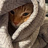 Dobby participe au concours pour gagner de l'argent avec cette photo : cat, orange_cat, blanket, cozy, indoor, pet, feline, fur, wrapped, warm, soft, comfort, closeup, face, animal, cute, resting, domestic_animal, eyes, portrait
