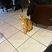 Dobby participe au concours pour gagner de l'argent avec cette photo : cat, indoor, tile_floor, ginger_cat, furniture, chair, couch, jacket, pet, floor, home, domestic_animal, animal, sitting, looking, whiskers, ears, tail, quiet, calm