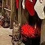 Gus is registered to the contest to win money with this photo: carpet, cat, christmas_stockings, cozy, curious, decorations, electric_fireplace, feline, festive, fireplace, glowing, holiday, indoor, lantern, pet, sitting, stockings, tabby_cat, warm, wood