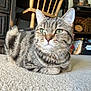 cat, tabby, indoor, carpet, furniture, wooden_chair, shelf, decor, pet, animal, whiskers, ears, eyes, fur, resting, closeup, domestic, cozy, home, cute
