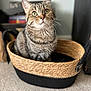 Gus is registered to the contest to win money with this photo: cat, tabby, basket, green_eyes, indoor, carpet, feline, pet, curious, sitting, woven_basket, closeup, animal, domestic_cat, whiskers, ears, fur, looking_up, cozy, soft_light