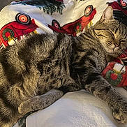 Gus joined the competition — help win amazing prizes! animal, blanket, cat, comfort, cozy, cute, festive, fur, holiday, indoor, paw, pet, red_truck, relaxed, resting, sleeping, soft, tabby, whiskers, wreath