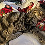 animal, blanket, cat, comfort, cozy, cute, festive, fur, holiday, indoor, paw, pet, red_truck, relaxed, resting, sleeping, soft, tabby, whiskers, wreath