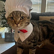 Gus joined the competition — help win amazing prizes! cat, tabby_cat, costume, chef_hat, indoor, living_room, furniture, couch, pet, animal, window_blinds, christmas_tree, decor, whiskers, fur, four_legs, collar, closeup, domestic_cat, cute