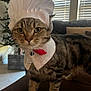 cat, tabby_cat, costume, chef_hat, indoor, living_room, furniture, couch, pet, animal, window_blinds, christmas_tree, decor, whiskers, fur, four_legs, collar, closeup, domestic_cat, cute