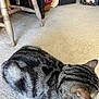 cat, tabby_cat, carpet, indoor, furniture, wooden_chair, home_decor, pet, animal, striped_fur, relaxing, cozy, resting, ear, whiskers, floor, domestic_cat, curled_up, quiet, calm