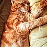 Garfield participe au concours pour gagner de l'argent avec cette photo : blanket, cat, comfort, cozy, cushion, cute, domestic_animal, feline, fur, heart, indoor, love, nap, orange_tabby, pet, relaxation, resting, sleeping, sunlight, whiskers