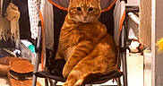 Garfield participe au concours pour gagner de l'argent avec cette photo : animal, architecture, bed, building, canine, cat, chair, cushion, furniture, homedecor, kitten, machine, manx, outdoors, person, pet, shelter, sleeping, stroller, wheel