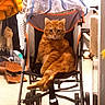 Garfield participe au concours pour gagner de l'argent avec cette photo : animal, architecture, bed, building, canine, cat, chair, cushion, furniture, homedecor, kitten, machine, manx, outdoors, person, pet, shelter, sleeping, stroller, wheel