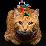 Garfield a rejoint le concours — aidez-le/la à gagner de superbes lots ! cat, ginger, orange, pet, animal, toy, vehicle, lego, figurine, stacked, playful, studio, black_background, cute, whiskers, ears, fur, closeup, portrait, looking_at_camera