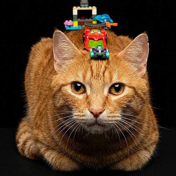 Garfield