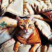 Garfield a rejoint le concours — aidez-le/la à gagner de superbes lots ! animal, bedding, blanket, cat, close_up, cozy, feline, front_view, green_eyes, home, indoors, lounging, orange_fur, orange_tabby, pet, portrait, sitting, sleeping_area, striped_fur, whiskers