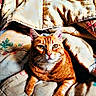 animal, bedding, blanket, cat, close_up, cozy, feline, front_view, green_eyes, home, indoors, lounging, orange_fur, orange_tabby, pet, portrait, sitting, sleeping_area, striped_fur, whiskers