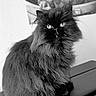 Mira participe au concours pour gagner de l'argent avec cette photo : animal, baby_yoda, black_and_white, black_cat, cat, ears, eyes, fluffy, fur, indoor, instrument, longhaired, monochrome, persian_cat, pet, piano, portrait, poster, sitting, whiskers