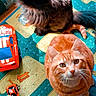 Mira a rejoint le concours — aidez-le/la à gagner de superbes lots ! animal, black_cat, cat, cats, colorful, date_stamp, feline, fluffy, green_eyes, indoor, long_hair, looking_at_camera, orange_tabby, pet, play_mat, portrait, short_hair, sitting, toy_cars, whiskers