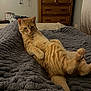 animal, bed, blanket, cat, comfort, cozy, curious, domestic, dresser, feline, fur, furniture, ginger_cat, home, indoor, jewelry, orange_cat, pet, relaxed, resting
