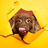 Max a rejoint le concours — aidez-le/la à gagner de superbes lots ! dog, puppy, brown_fur, portrait, close_up, tongue, licking, wide_eyes, yellow_background, paper, torn_paper, creative_photography, studio, centered_composition, colorful, funny, cute, animal, head, dramatic_lighting