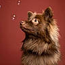 Max a rejoint le concours — aidez-le/la à gagner de superbes lots ! dog, puppy, brown_fur, fluffy, long_hair, portrait, studio, red_background, bubbles, sitting, profile, alert, cute, animal, pet, canine, closeup, soft_lighting, grooming, photography