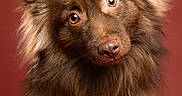 Max participe au concours pour gagner de l'argent avec cette photo : dog, brown_dog, fluffy, long_hair, portrait, closeup, studio, red_background, standing, adorable, cute, expressive_eyes, pointed_ears, fur, muzzle, nose, animal, pet, professional_photography, centered_composition