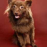 Max a rejoint le concours — aidez-le/la à gagner de superbes lots ! dog, brown_dog, fluffy, long_hair, portrait, studio, red_background, sitting, smiling, open_mouth, tongue, ears, fur, pet, animal, canine, adorable, friendly, professional_photography, closeup