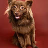 dog, brown_dog, fluffy, long_hair, portrait, studio, red_background, sitting, smiling, open_mouth, tongue, ears, fur, pet, animal, canine, adorable, friendly, professional_photography, closeup