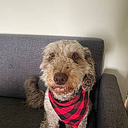 Rollo joined the competition — help win amazing prizes! animal, bandana, black, canine, checkered, companion, couch, curly_fur, cute, dog, domestic_animal, friendly, fur, furniture, indoor, looking_up, pet, red, sitting, tail