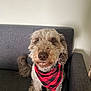 animal, bandana, black, canine, checkered, companion, couch, curly_fur, cute, dog, domestic_animal, friendly, fur, furniture, indoor, looking_up, pet, red, sitting, tail