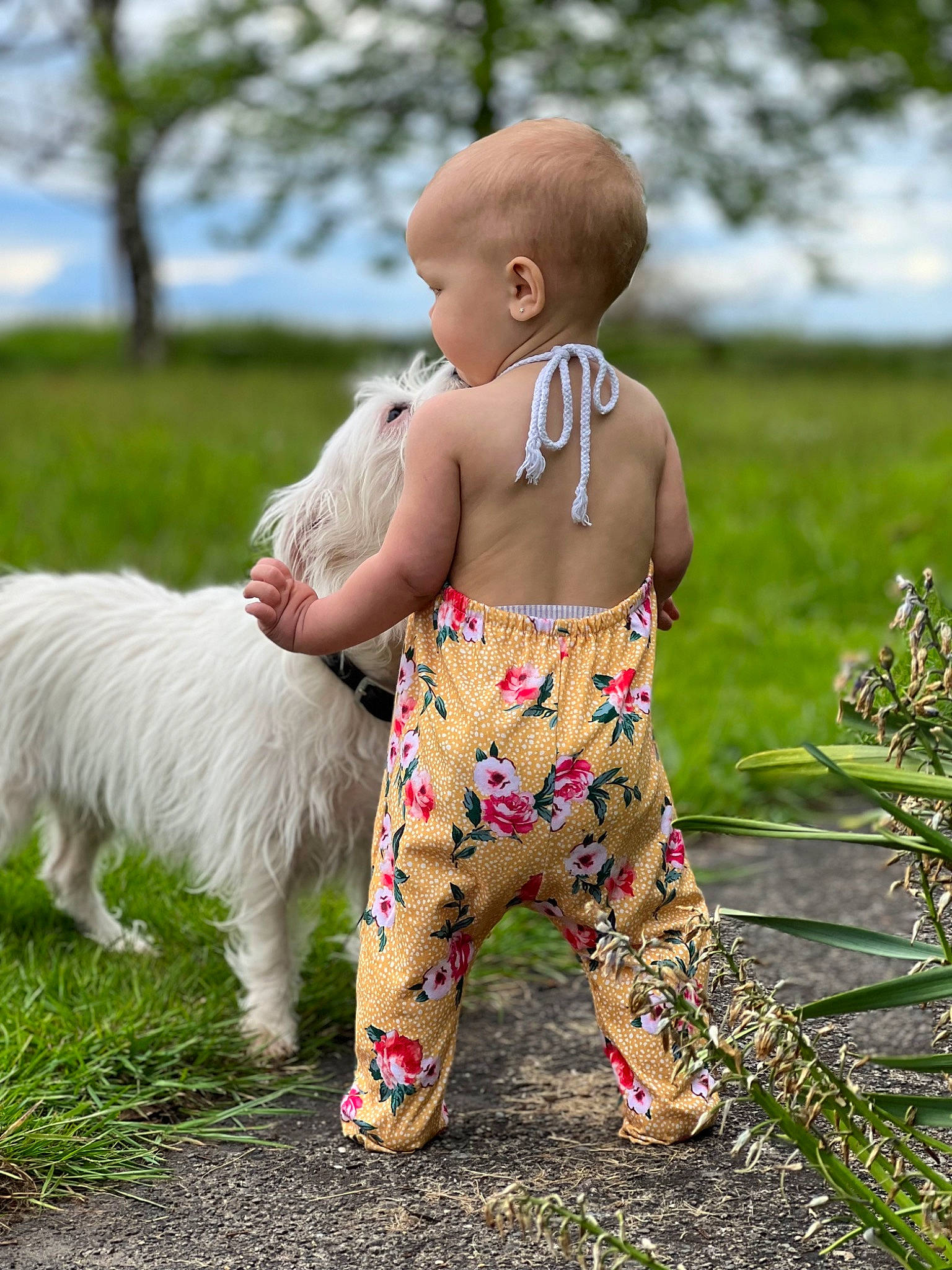 Huntleigh is registered to the contest to win money with this photo: abdomen, baby, baby_toddler_clothing, carnivore, chest, child, companion_dog, dog, dog_breed, grass, happy, mammal, navel, people_in_nature, person, plant, sitting, sky, toddler, trunk