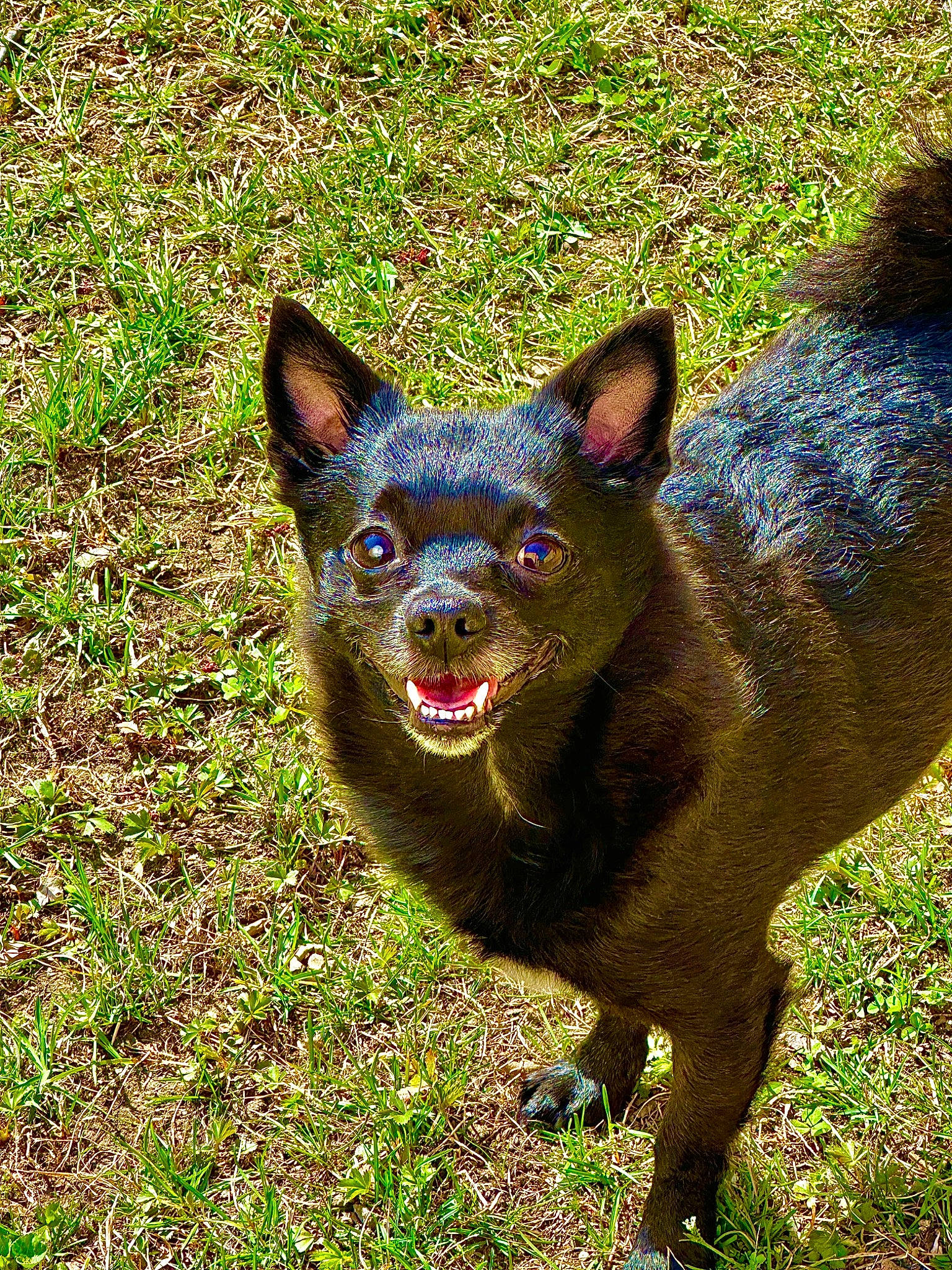 Butter is registered to the contest to win money with this photo: art, canidae, carnivore, dog_breed, fawn, felidae, grass, groundcover, lawn_ornament, plant, sculpture, snout, sporting_group, tail, terrestrial_animal, terrestrial_plant, whiskers, wildlife, working_animal