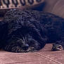 Bailey is registered to the contest to win money with this photo: dog, black_dog, pet, couch, indoor, resting, fur, animal, cute, relaxed, laying_down, brown_couch, cozy, close_up, nostalgic, home, companion, calm, soft_texture, domestic