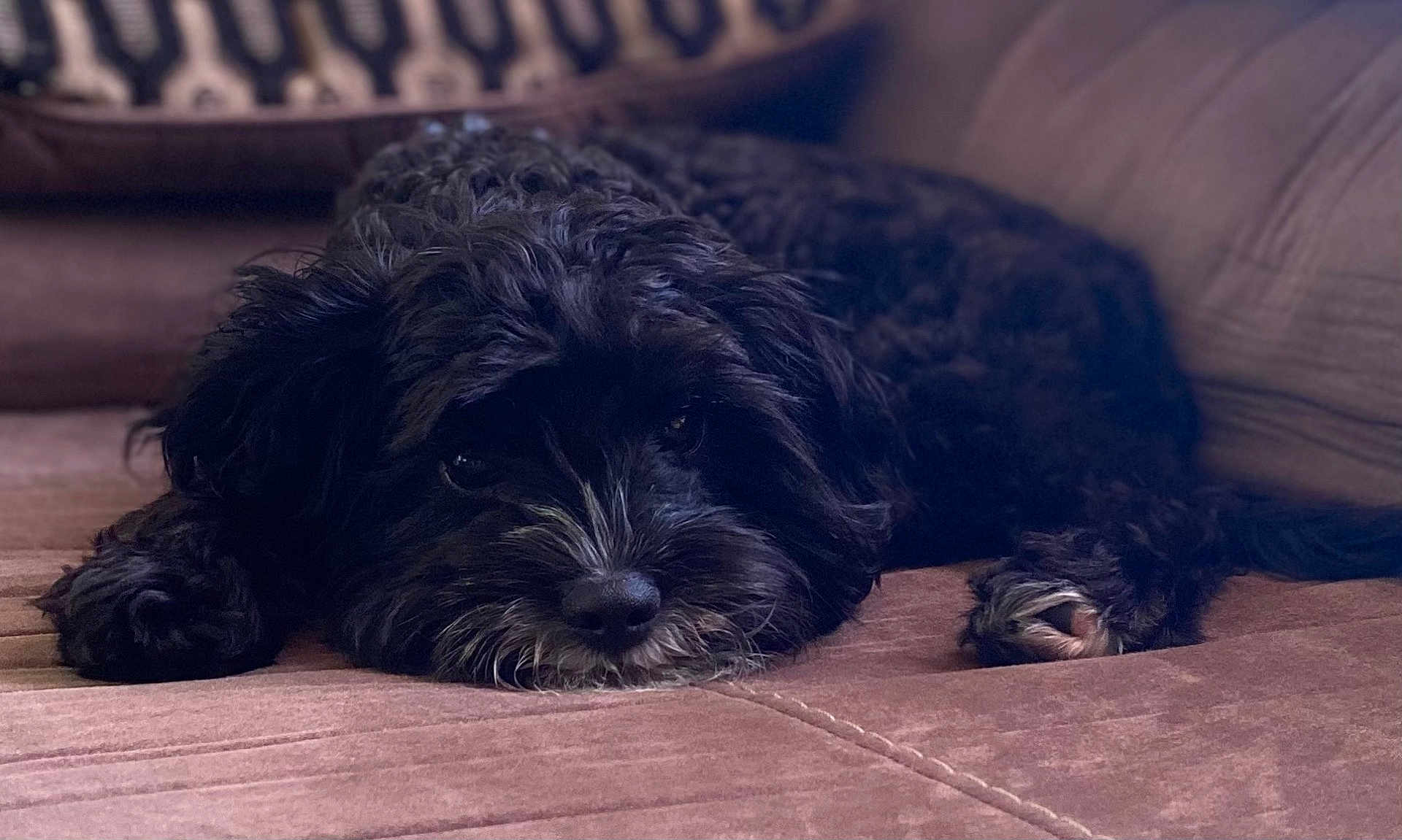 Bailey