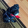 Bailey joined the competition — help win amazing prizes! dog, puppy, black_dog, bandana, red_bandana, pet, animal, indoor, carpet, rug, wooden_floor, small_dog, cute, fluffy, sitting, looking_up, domestic_animal, companion, adorable, young_dog