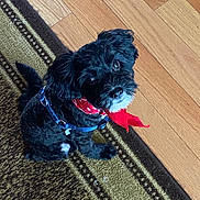 Bailey joined the competition — help win amazing prizes! dog, puppy, black_dog, bandana, red_bandana, pet, animal, indoor, carpet, rug, wooden_floor, small_dog, cute, fluffy, sitting, looking_up, domestic_animal, companion, adorable, young_dog