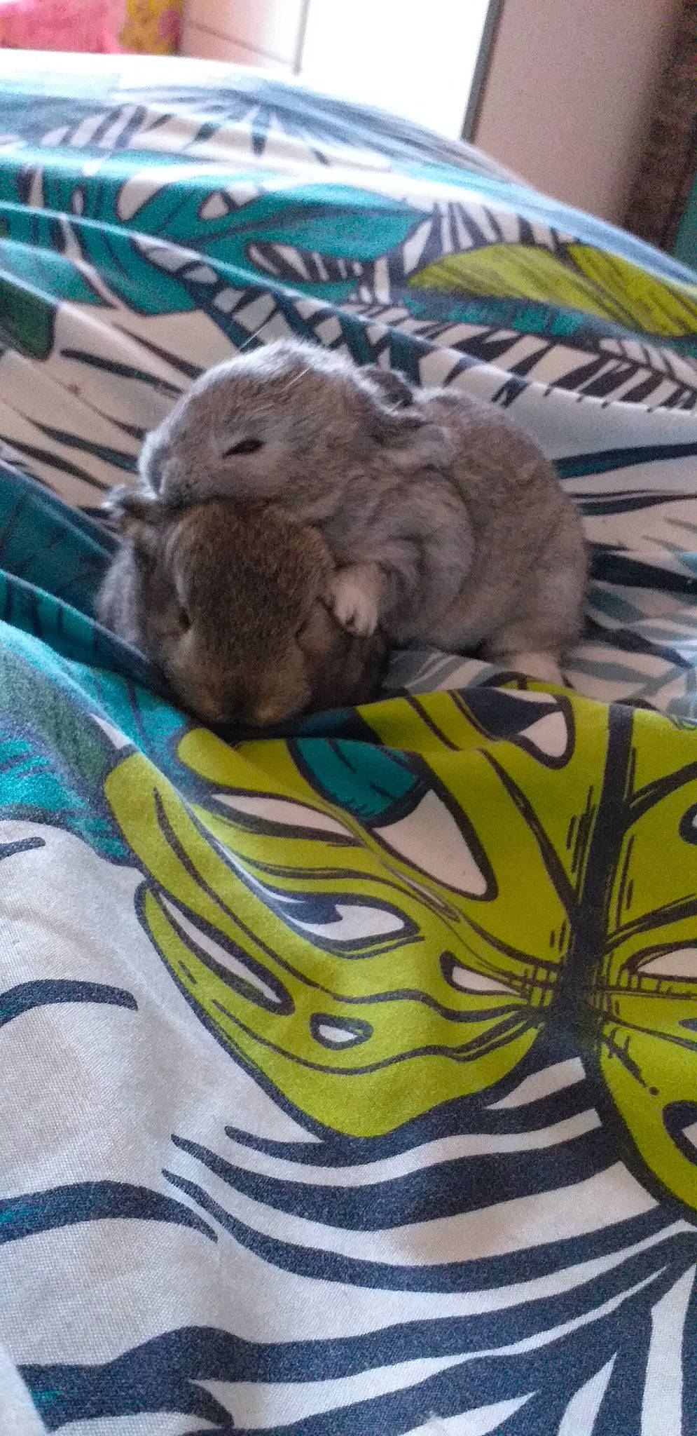 Sun participe au concours pour gagner de l'argent avec cette photo : degu, fawn, gerbil, hamster, mammal, marsupial, rabbits_and_hares, rodent, wildlife