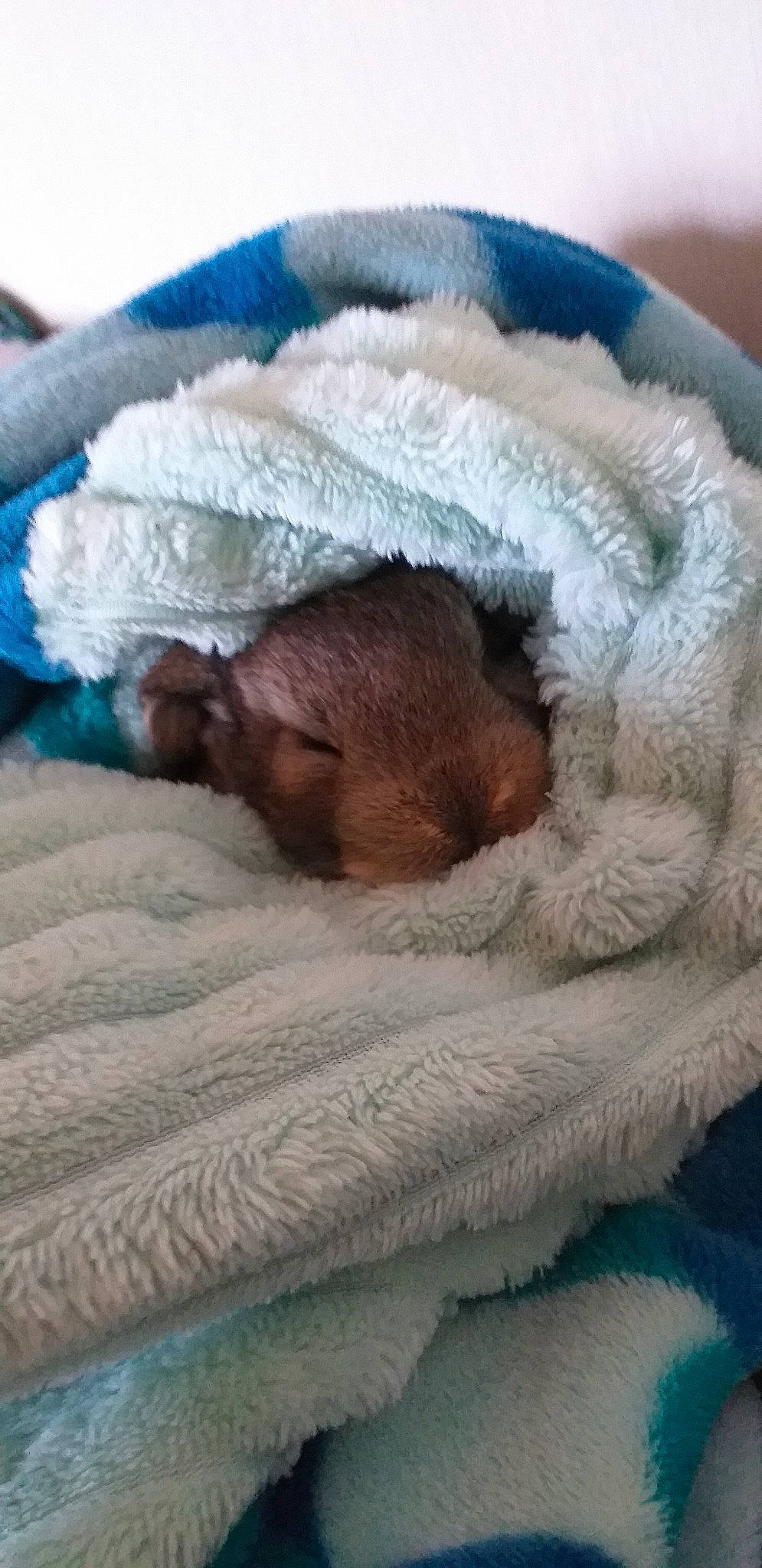 Sun a rejoint le concours — aidez-le/la à gagner de superbes lots ! baby, canidae, carnivore, child, companion_dog, nap, puppy, sleep