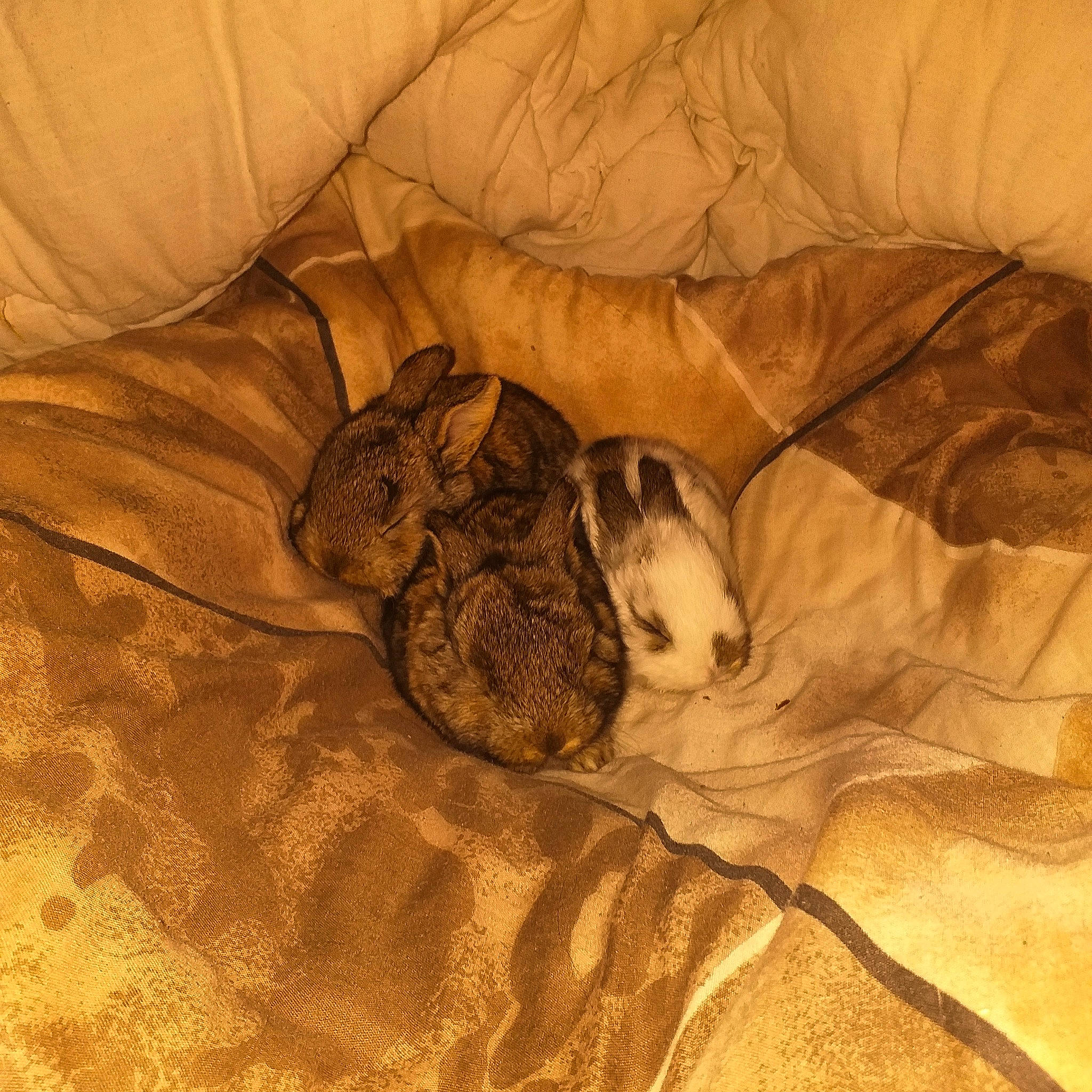 Sun a rejoint le concours — aidez-le/la à gagner de superbes lots ! domestic_rabbit, fawn, hare, rabbit, rabbits_and_hares, snout, whiskers