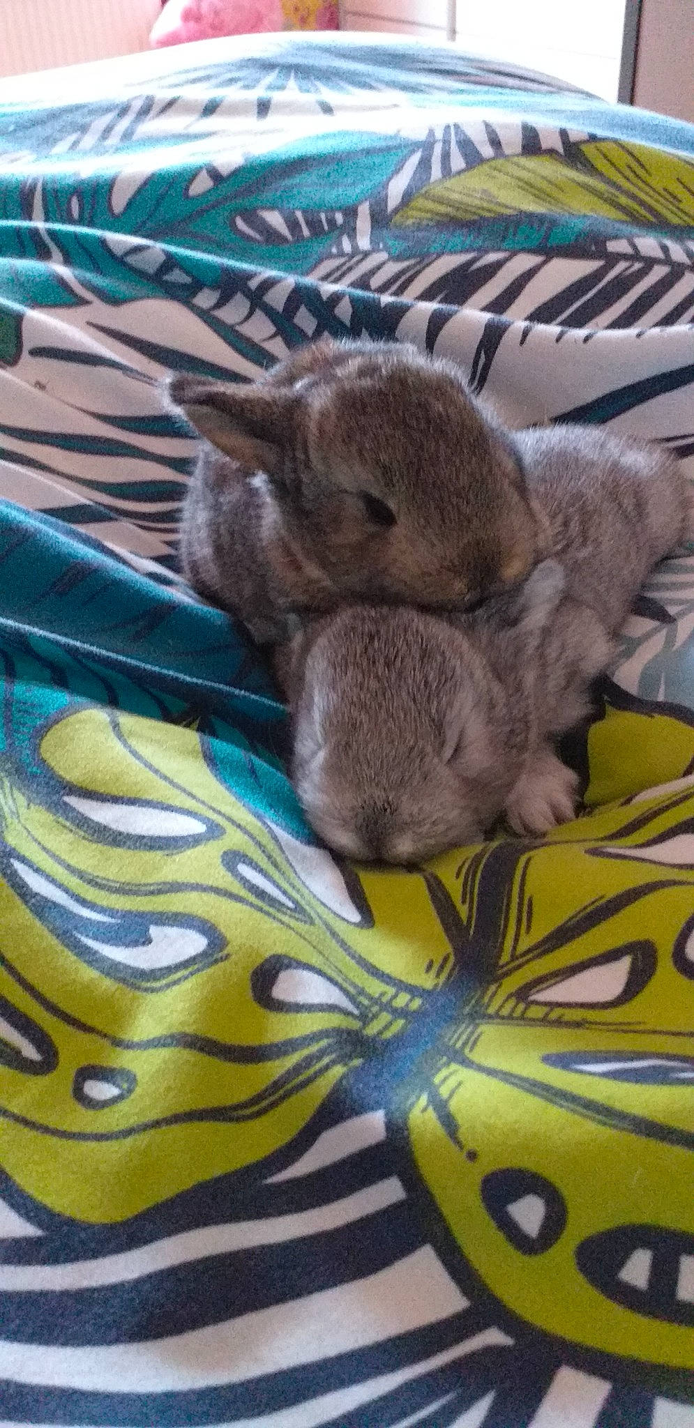 Sun participe au concours pour gagner de l'argent avec cette photo : degu, domestic_rabbit, fawn, mammal, marsupial, rabbit, rabbits_and_hares, rodent, wildlife