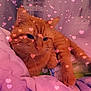 cat, orange_tabby, bed, blanket, hearts, overlay, indoor, pet, feline, whiskers, relaxed, cute, soft_lighting, cozy, paws, resting, domestic_animal, comfort, sleepy, closeup