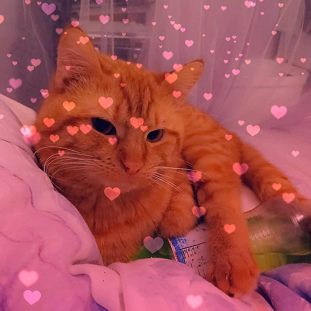 Sammy Dew joined the competition — help win amazing prizes! bed, blanket, cat, closeup, comfort, cozy, cute, domestic_animal, feline, hearts, indoor, orange_tabby, overlay, paws, pet, relaxed, resting, sleepy, soft_lighting, whiskers