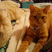 Sammy Dew is registered to the contest to win money with this photo: cat, ginger_cat, necklace, jewelry, pearl_necklace, blanket, plush_toy, teddy_bear, indoor, cozy, furniture, soft_texture, pet, animal, resting, bed, comfort, warm_lighting, domestic, relaxation