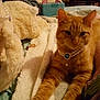 cat, ginger_cat, necklace, jewelry, pearl_necklace, blanket, plush_toy, teddy_bear, indoor, cozy, furniture, soft_texture, pet, animal, resting, bed, comfort, warm_lighting, domestic, relaxation