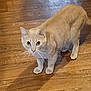 Angel is registered to the contest to win money with this photo: cat, animal, pet, light_orange, wooden_floor, curious, whiskers, ears, four_legs, indoor, looking_up, feline, cute, fur, domestic_cat, mammal, alert, standing, floor, eyes
