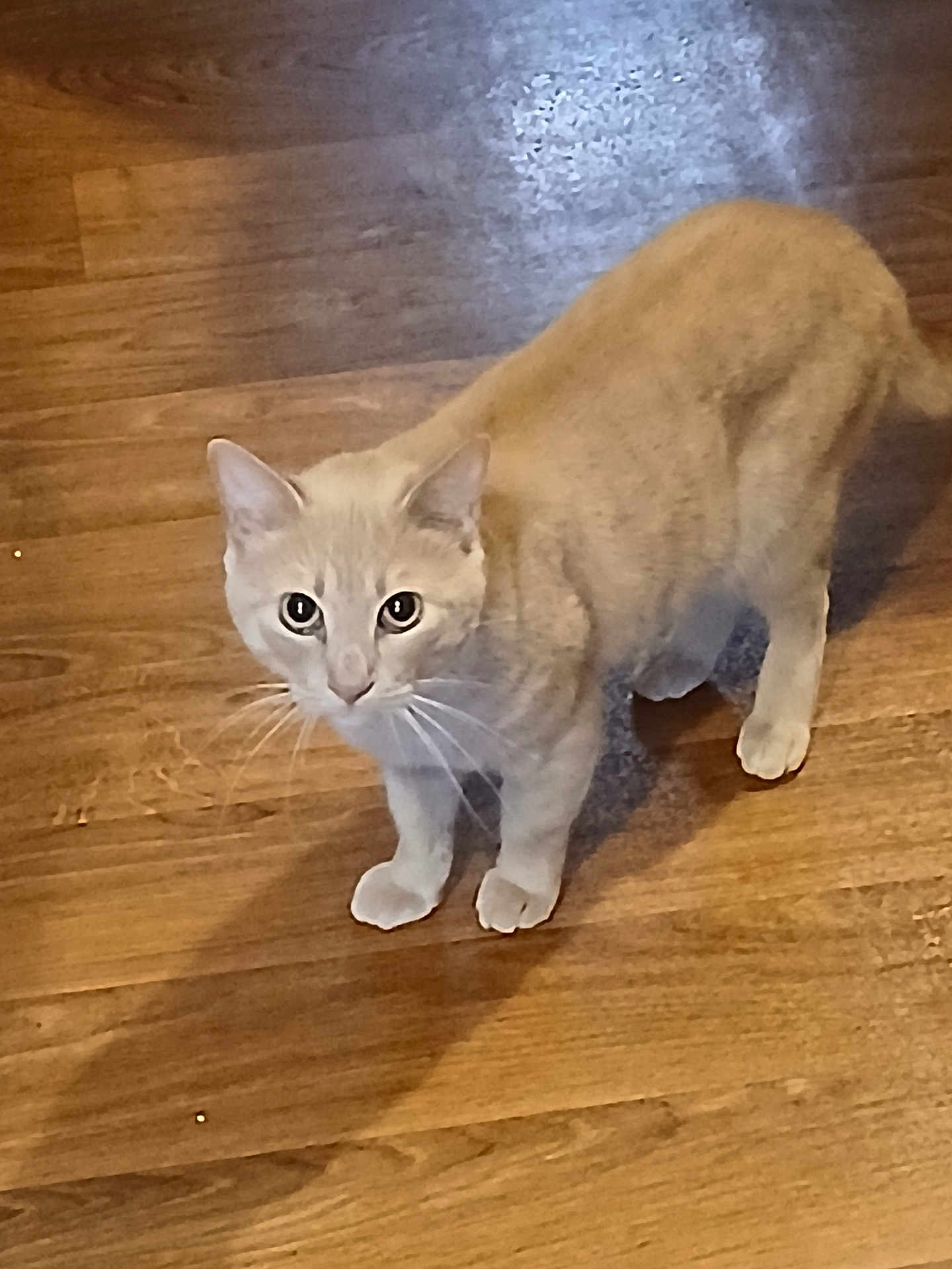 Angel is registered to the contest to win money with this photo: cat, animal, pet, light_orange, wooden_floor, curious, whiskers, ears, four_legs, indoor, looking_up, feline, cute, fur, domestic_cat, mammal, alert, standing, floor, eyes