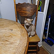 Angel joined the competition — help win amazing prizes! cat, wooden_chair, wooden_table, indoor, flooring, cleaning_tools, broom, dustpan, vacuum_cleaner, wall, corner, carved_wood, furniture, pet, animal, domestic_cat, sitting, quiet, room, curious